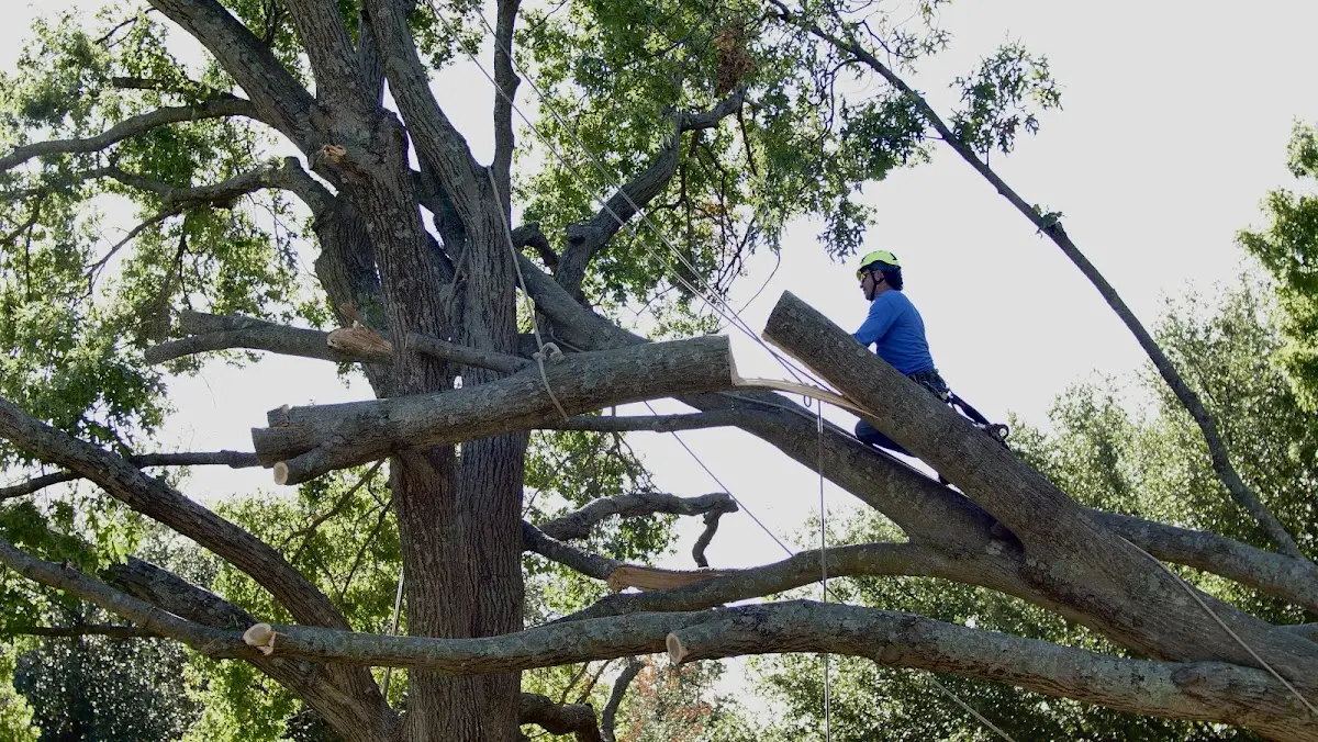 Professional Hazardous Tree Removal performed by certified arborists in Alviso